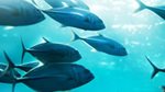 Design for sustainable fisheries