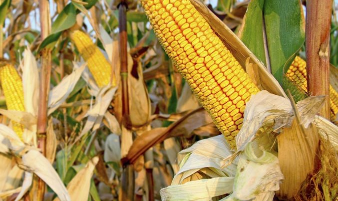 Pursuing the global opportunity in food and agribusiness