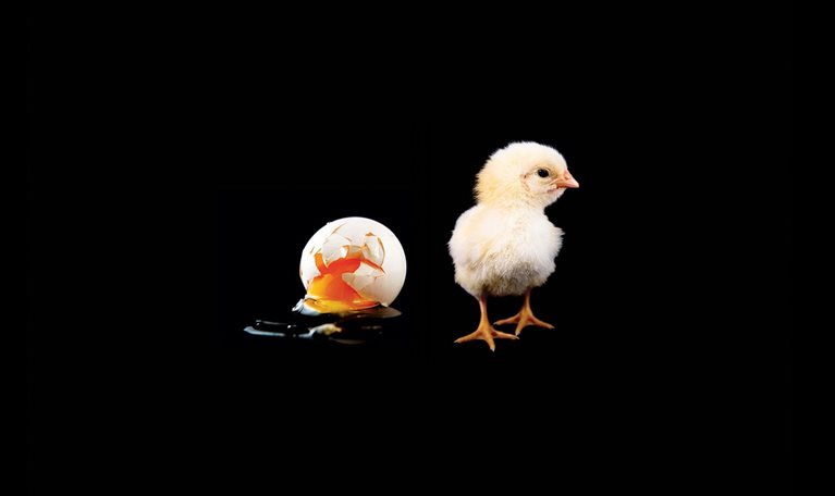 Photo of a hatched chicken perched near a cracked and runny egg