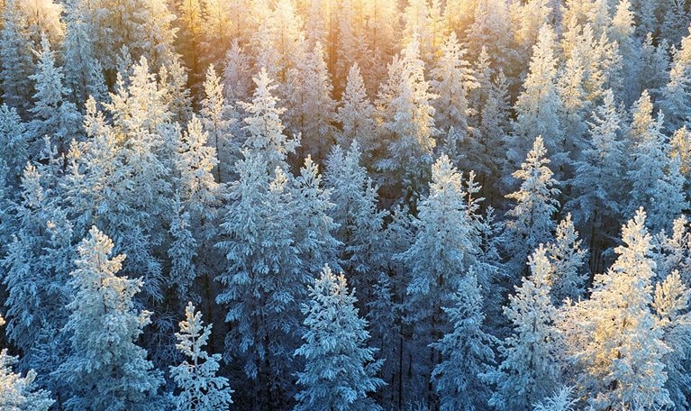 Aerial photo of sunlight over pine tree forest in freezing weather of Lapland, Finland.