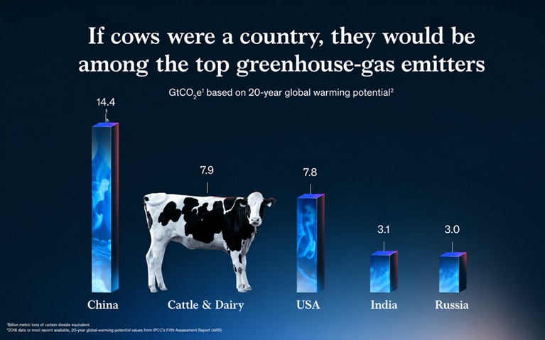 Cow graph, cows emit the second most amount of greenhouse gases