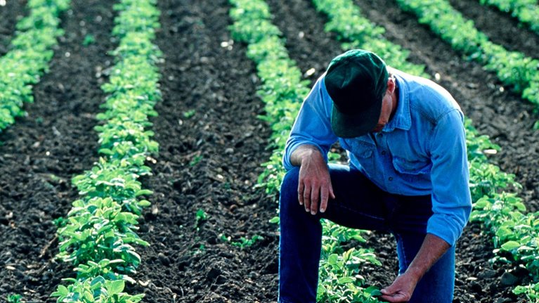 Farmer inspecting his soybean field
