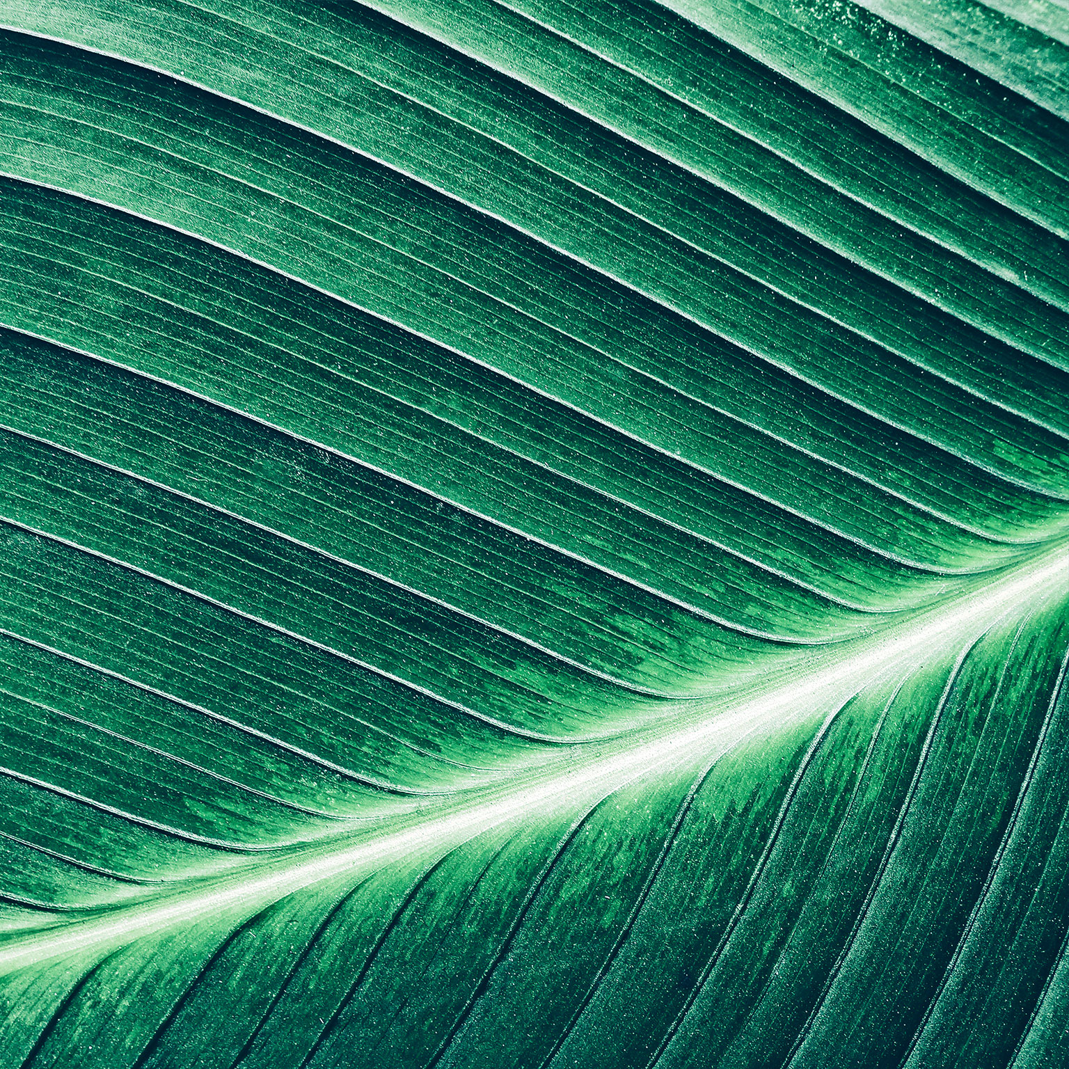 A fresh leaf