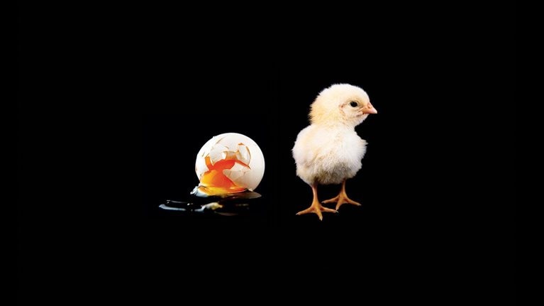 Photo of a hatched chicken perched near a cracked and runny egg