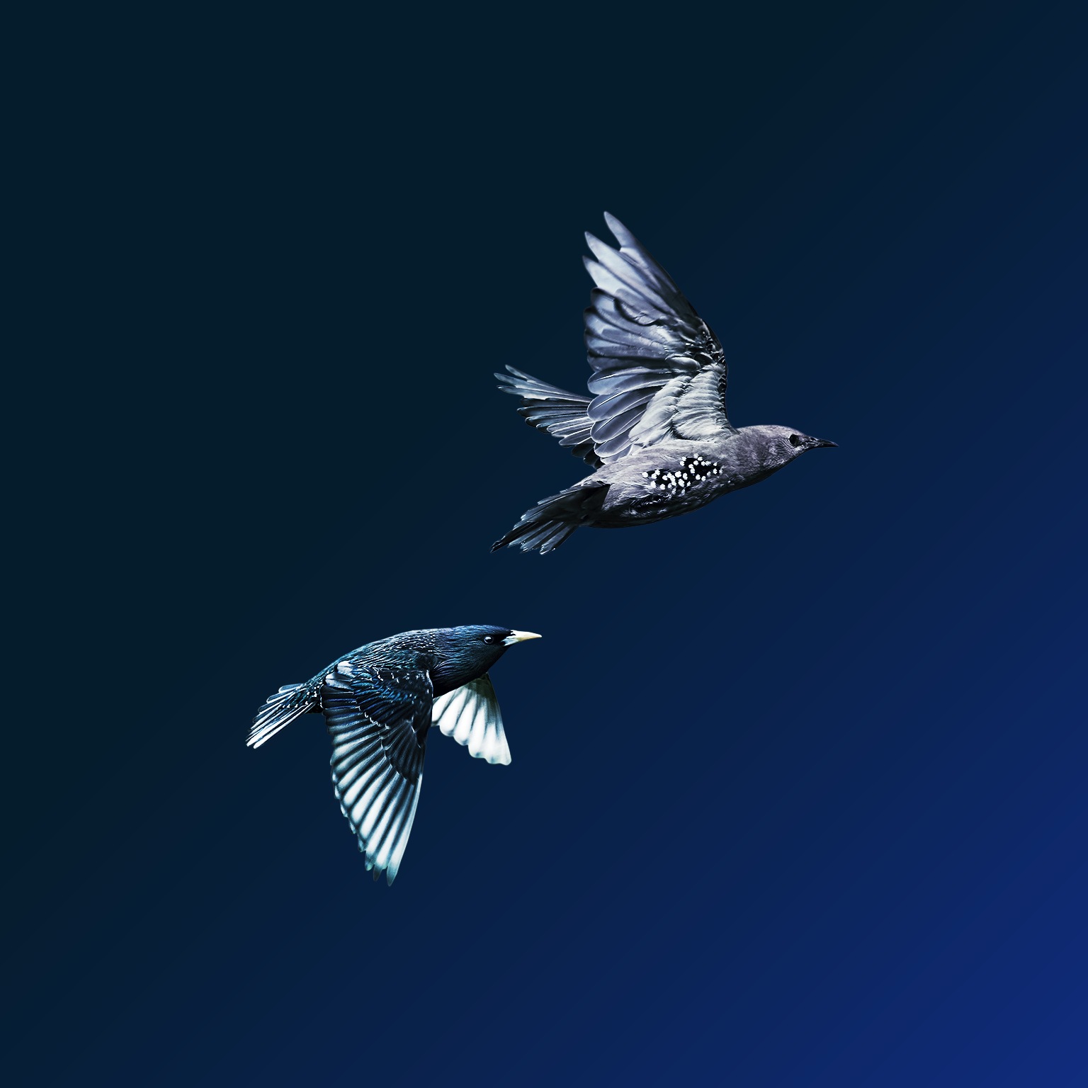 The journey to an agile organization