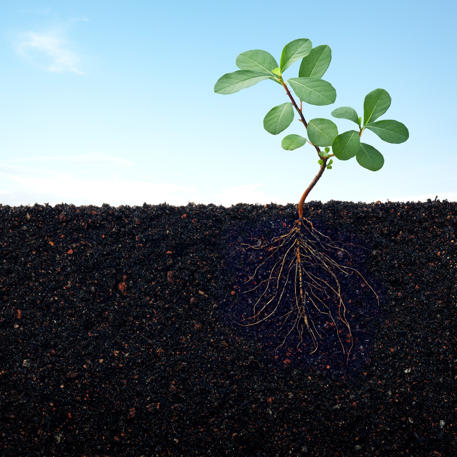 Plant growing in soil
