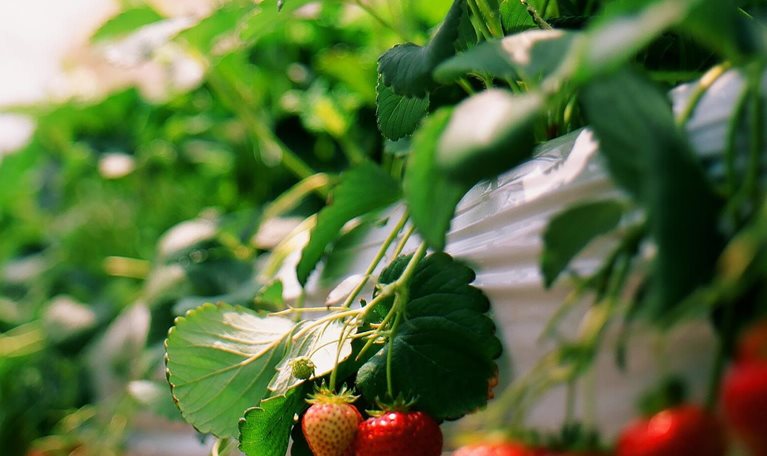 q16_web_danone_131708478_1536x1536_Standard