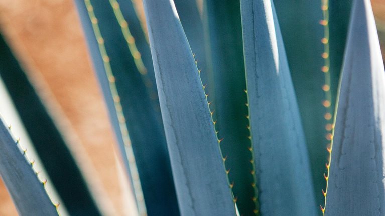 MGI-Mexico_1536x1536v3_Original