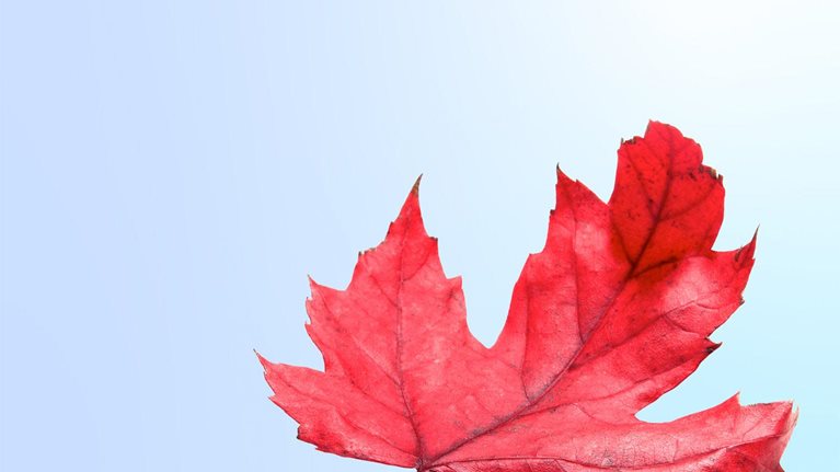 Maple leaf
