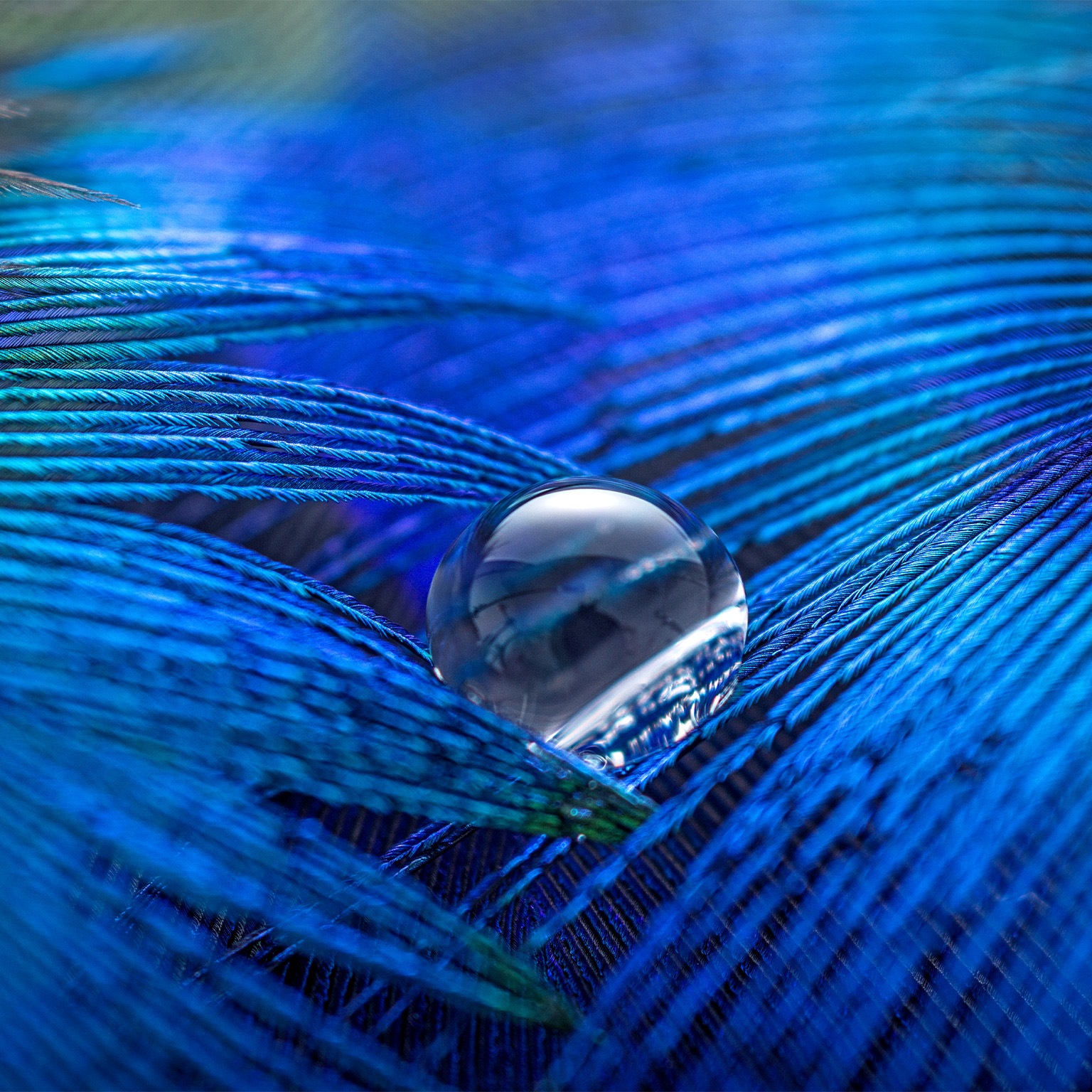 Image of a water drop sitting on the intersection of two blue feathers.