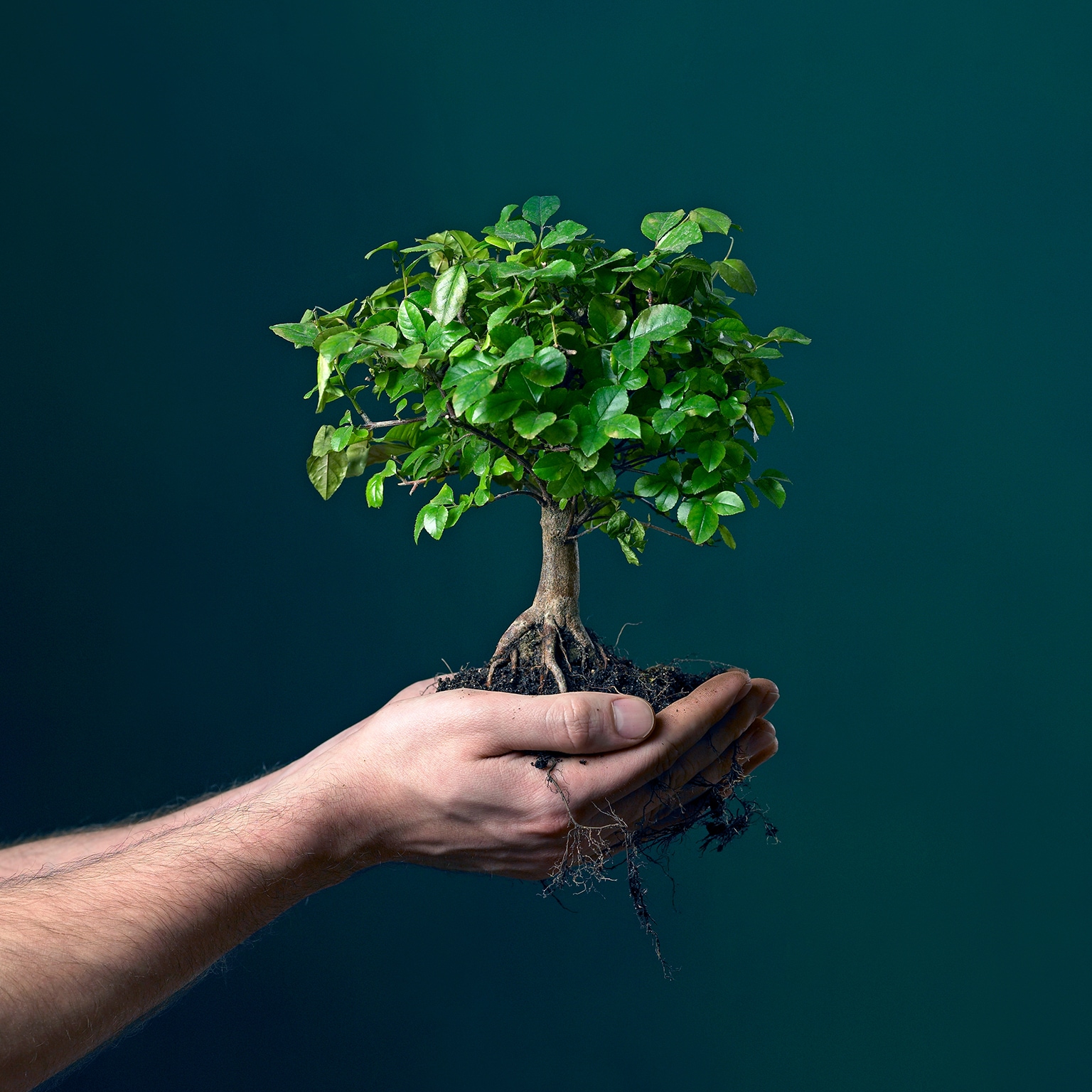 Man holding bonsai tree sapling