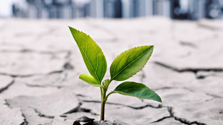 Plant sprouting in dry soil