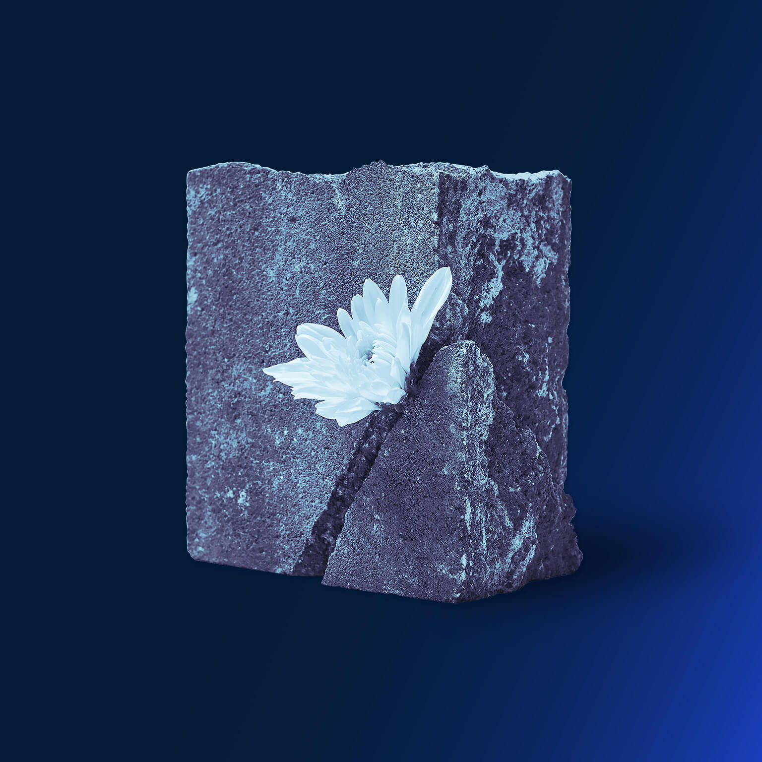 A single white flower growing out of a crack in a piece of concrete