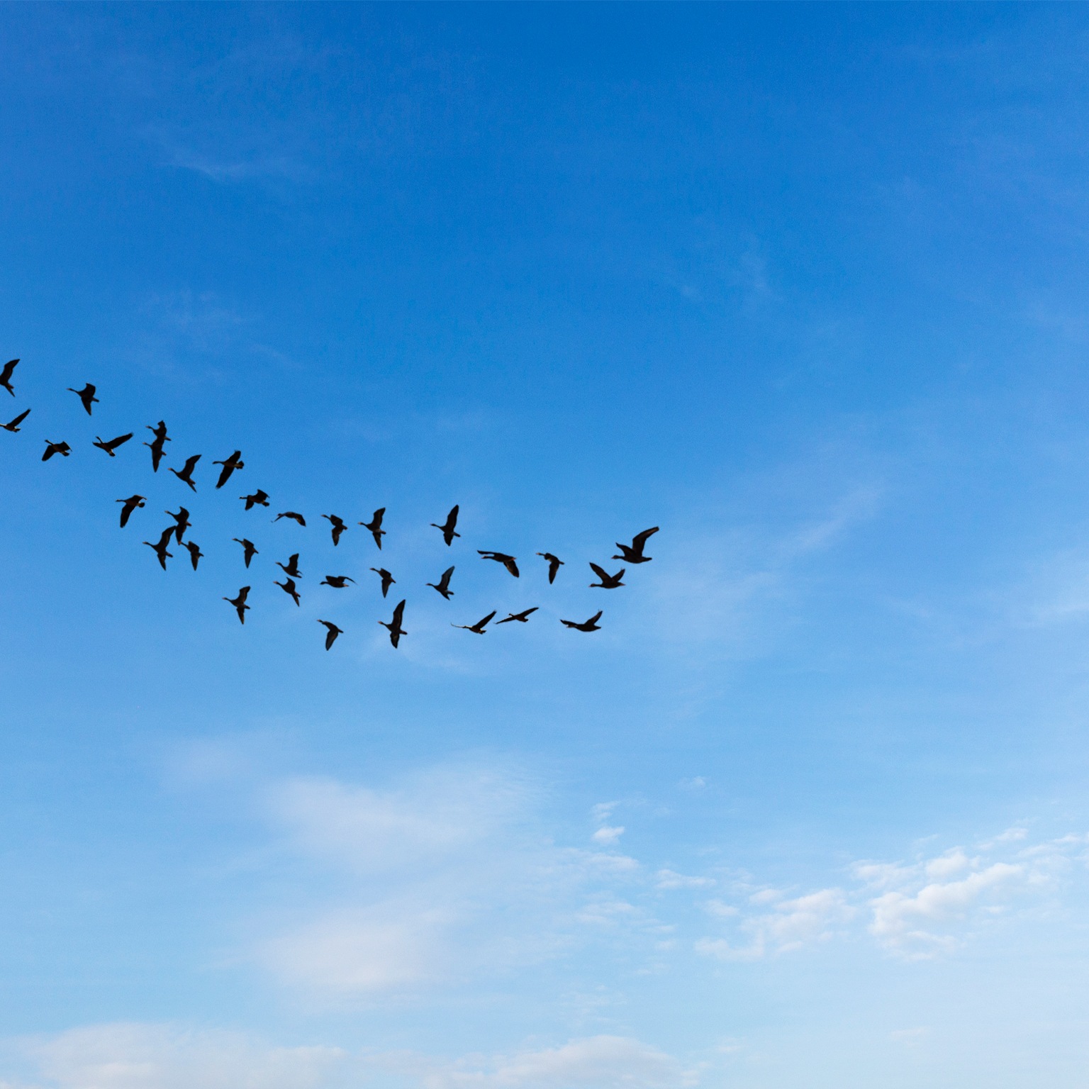 Spotting green business opportunities in a surging net zero world