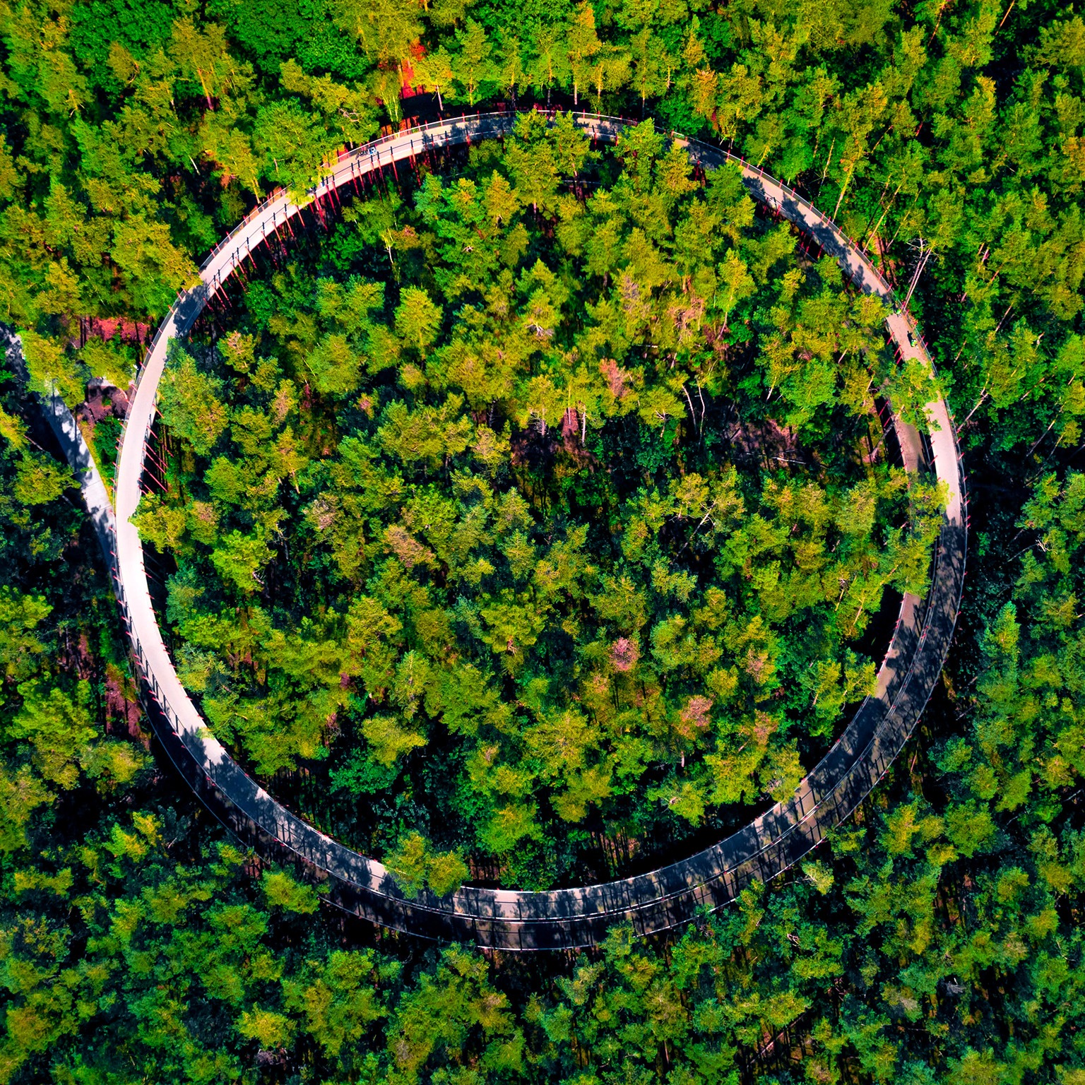 Aerial view of elevated bicycle lane between the tree tops with circle shape in the middle of Belgium forest