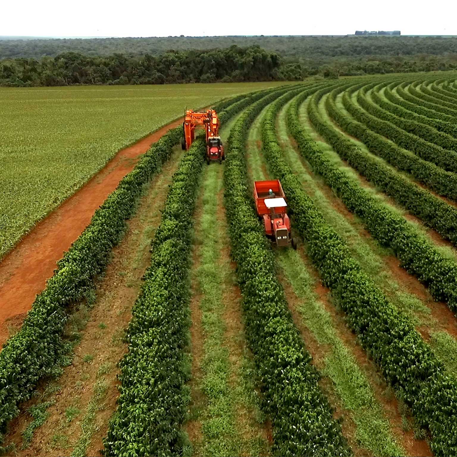Brazilian farmers approach to digital