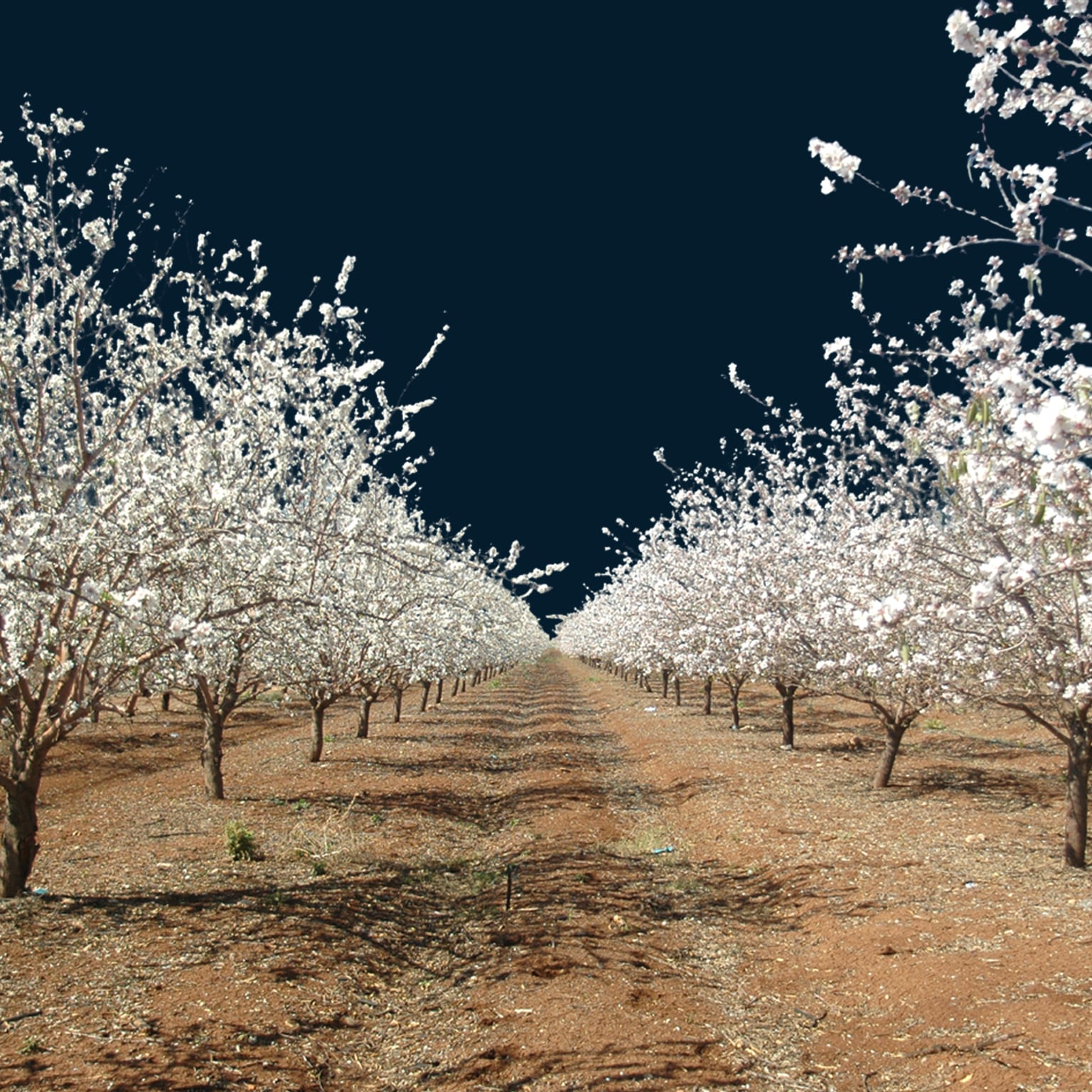 Israel’s productivity opportunity