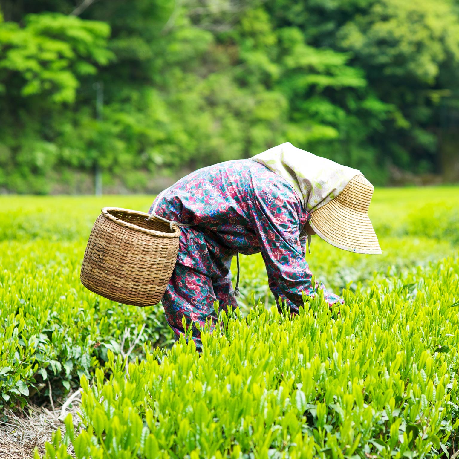 Strengthening Japanese agriculture to maximize global reach