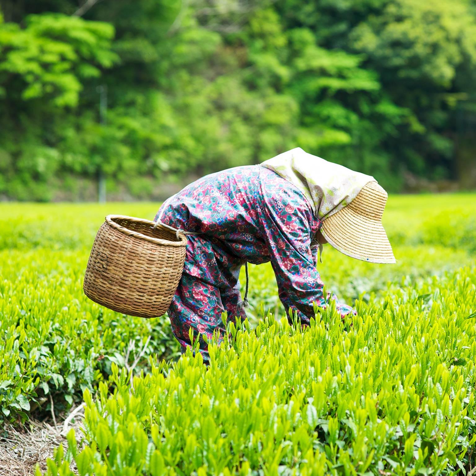 Insights-Strengthening-Japanese-agriculture-1536x1536-400_Standard