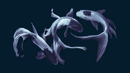Three koi fish swimming