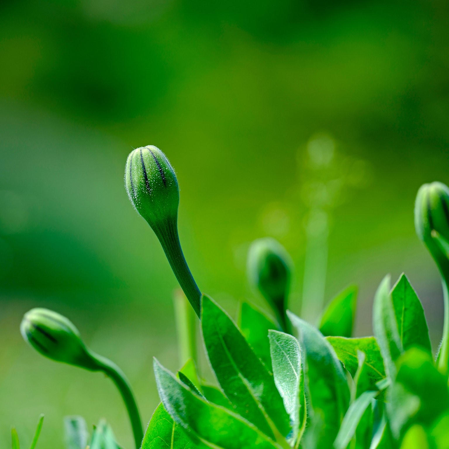 CEOの「四季」第一段階(準備) 立ち上がる