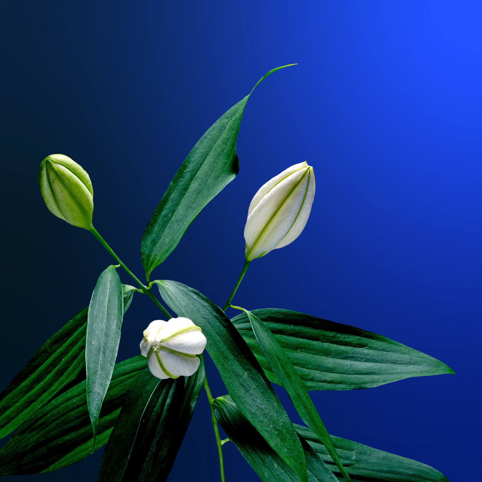 PDF Thumbnail - Asia on the Cusp of a New Era