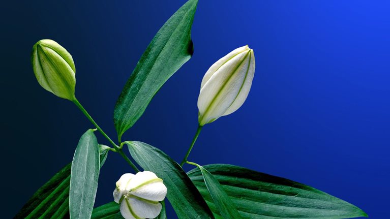 PDF Thumbnail - Asia on the Cusp of a New Era