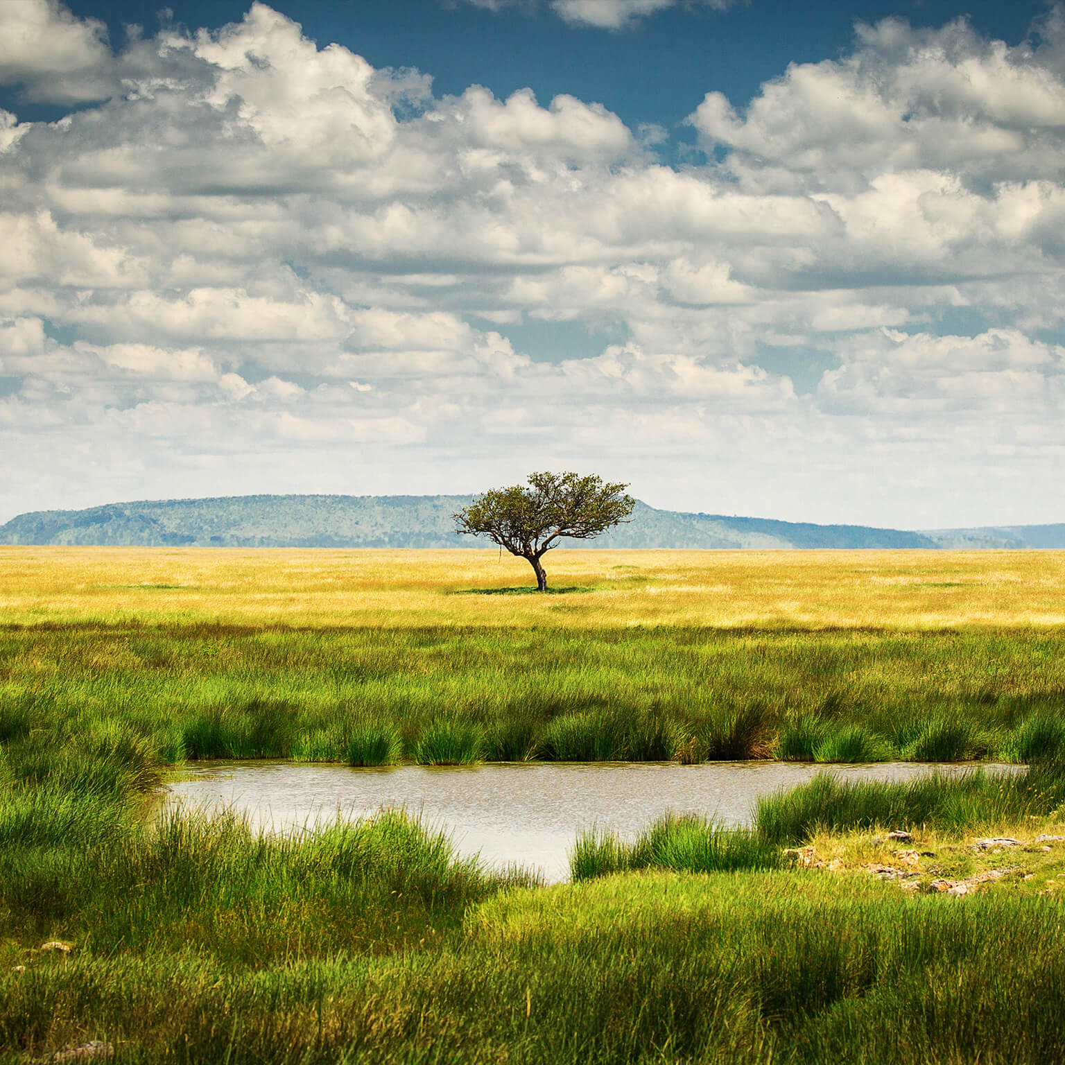 photo of single tree in plains