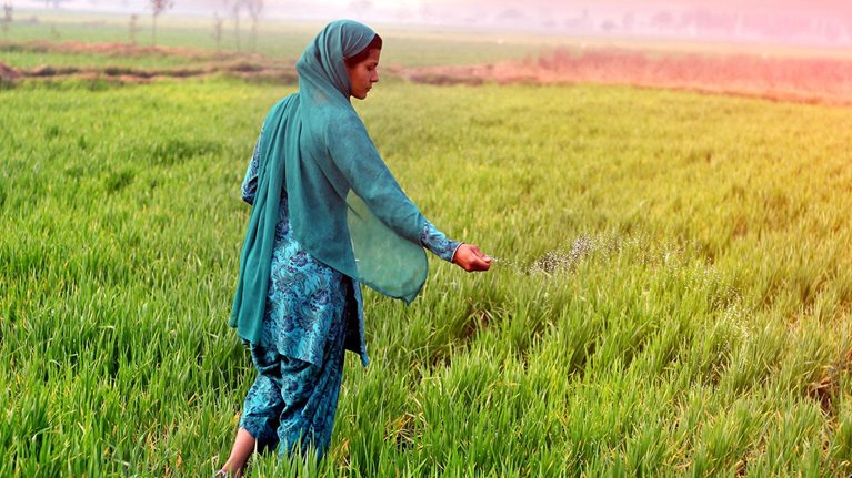 An agriculture worker in a field of crops