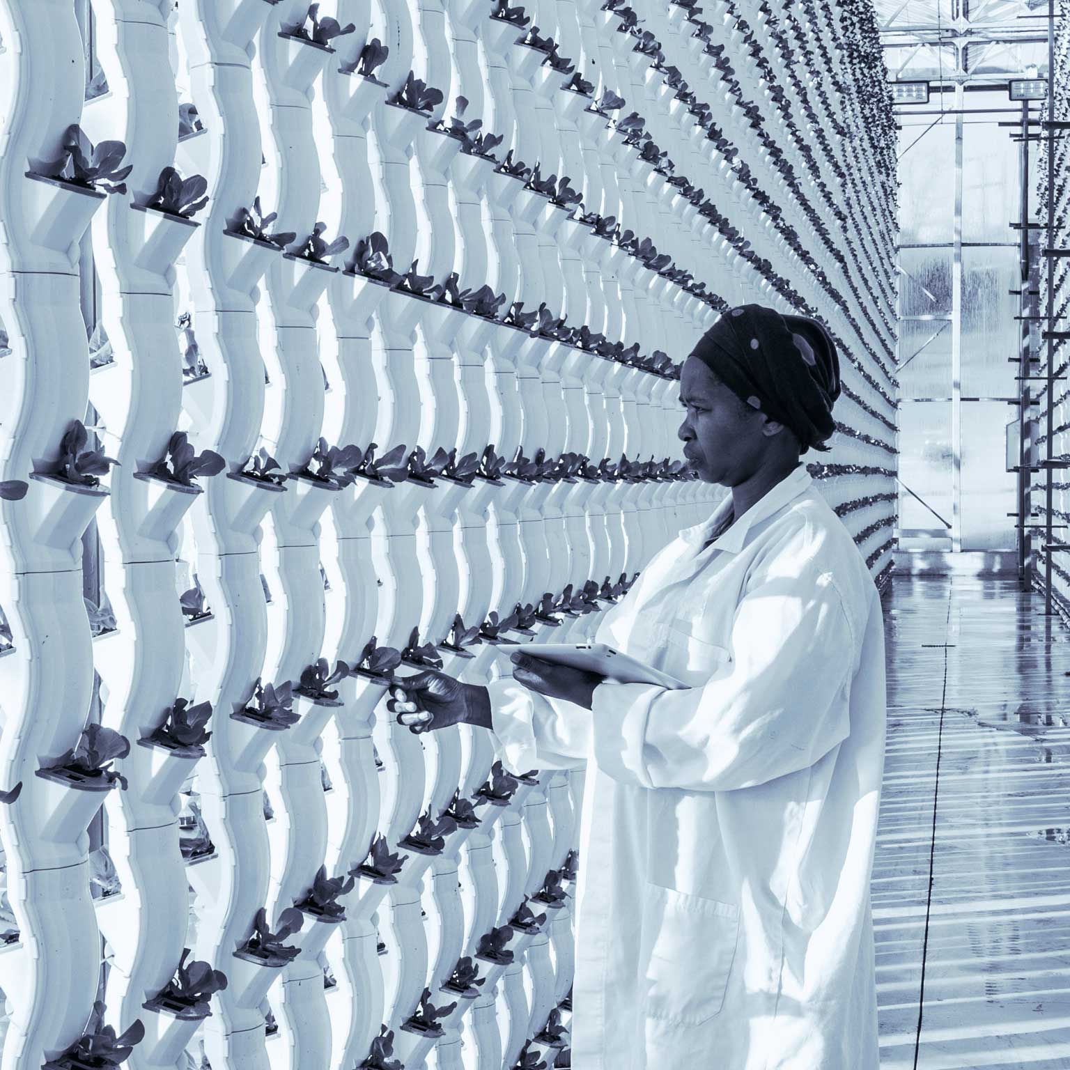 How digital tools can help transform African agri-food systems