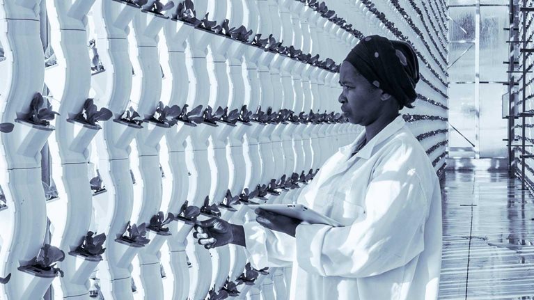 How digital tools can help transform African agri-food systems