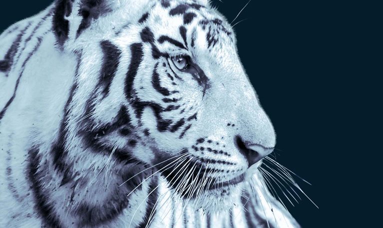 White tiger with blue tone filter