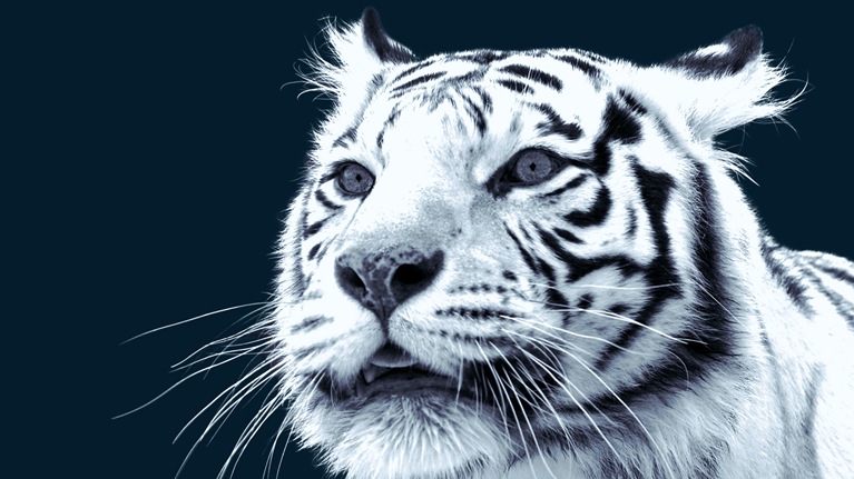 The trailblazing consumers in Asia propelling growth