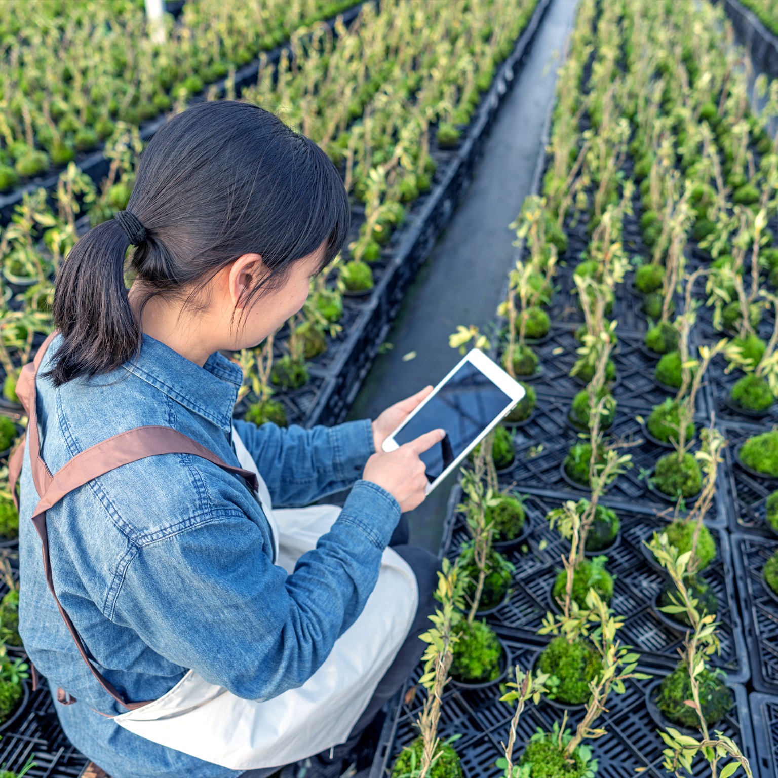 A female farmer is checking the seedlings with a tablet computer in the greenhouse warehouse - stock photo