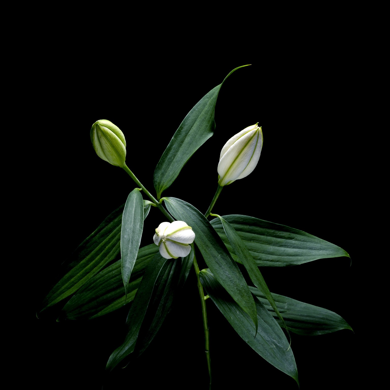 A still-life photograph of unopened lilies set against a black background.