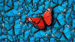 A single, vibrant red butterfly stands out among a multitude of bright blue butterflies.