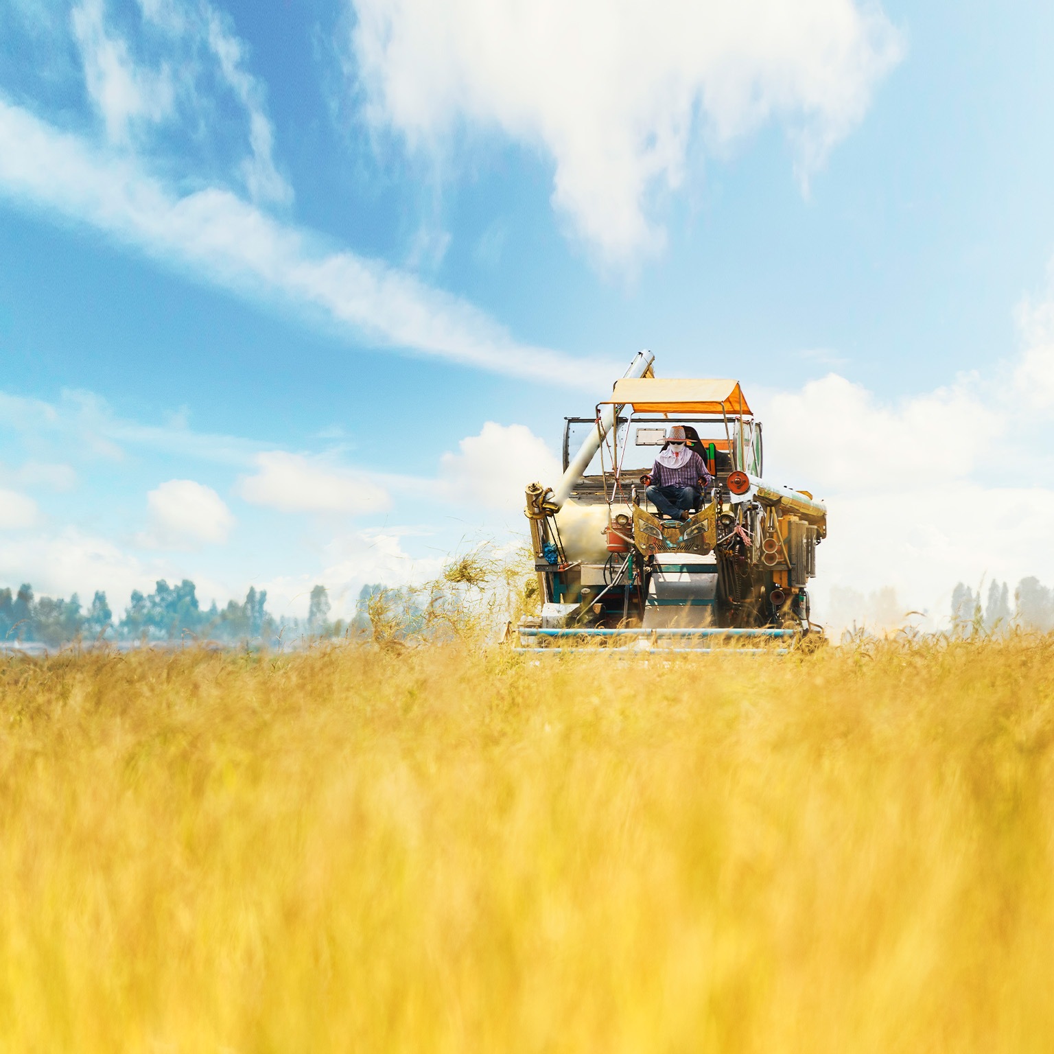 Combine Harvester working on the Yellow Rice Field with Blue Sky. - stock photo