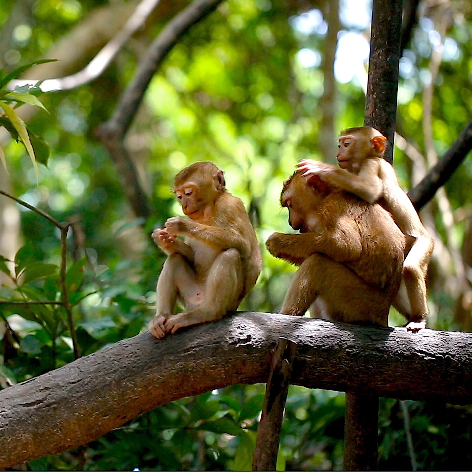 monkeys sitting on a branch