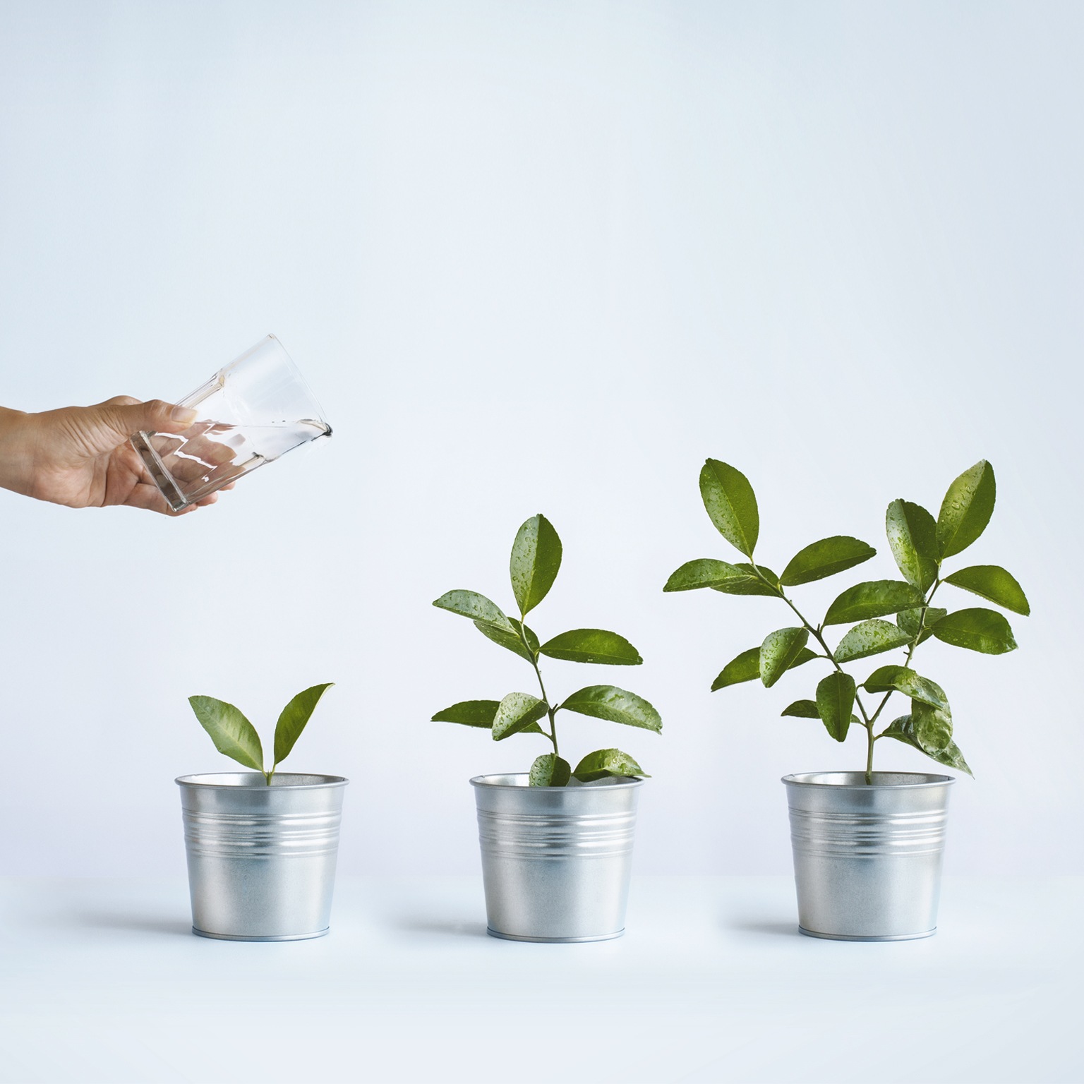 Three small plants getting watered