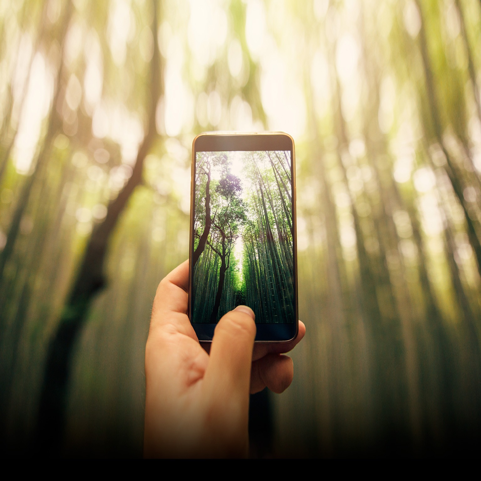 Taking a photo of bamboo forest - stock photo