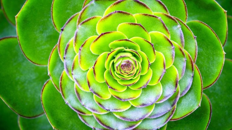 Image of a vibrant green succulent plant.