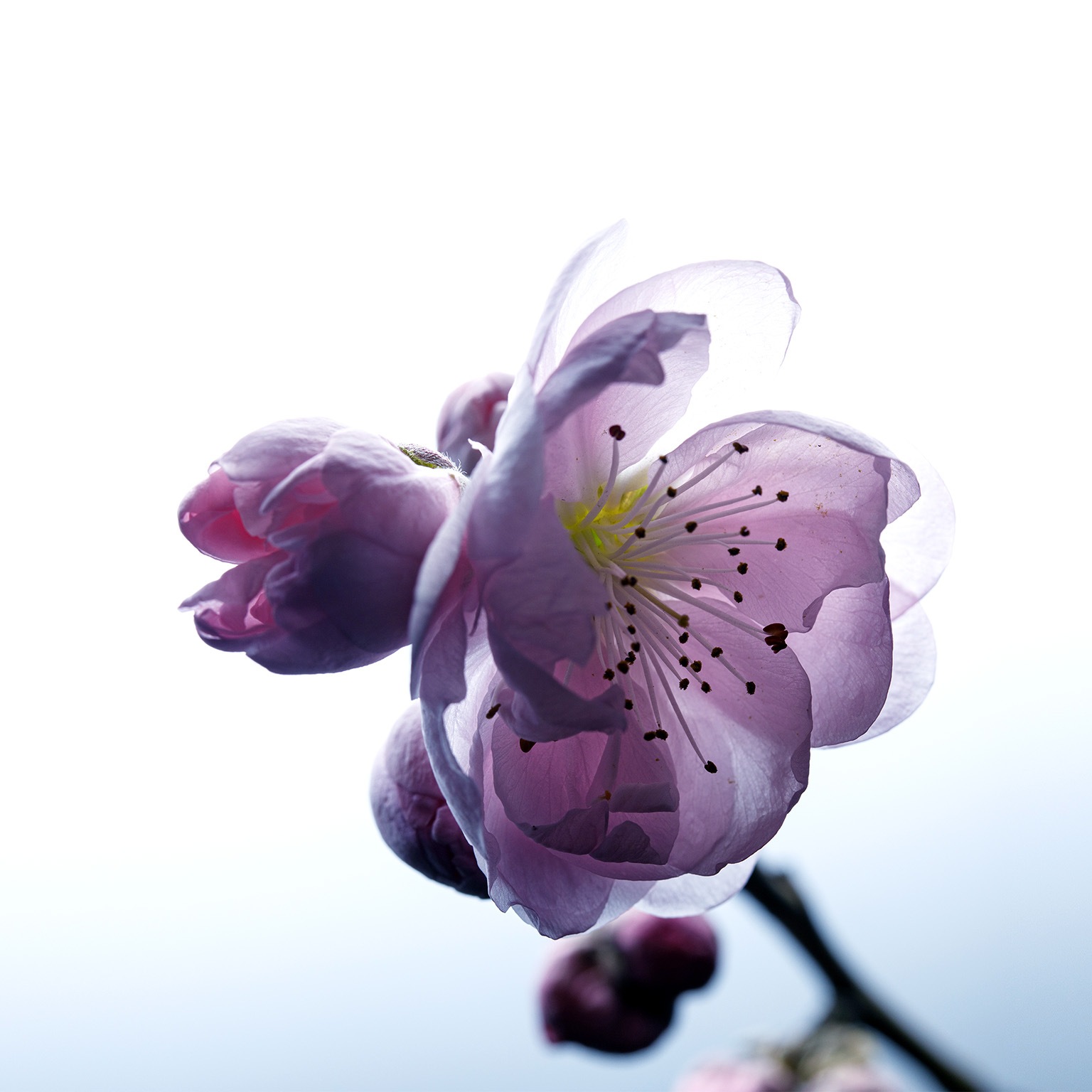 Close up image of a soft peach blossom with translucent petals.