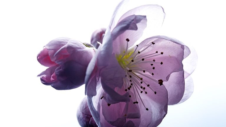 Close up image of a soft peach blossom with translucent petals.