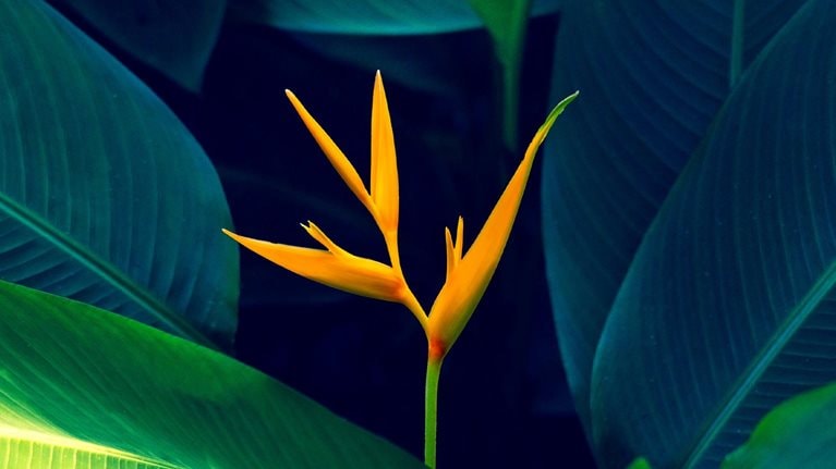 A vibrant orange bird of paradise flower surrounded by dense green foliage.