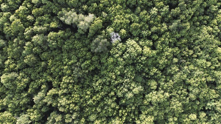 Beautiful drone aerial view of mangrove tree tops of Malaysia primary rainforest in summer - stock photo