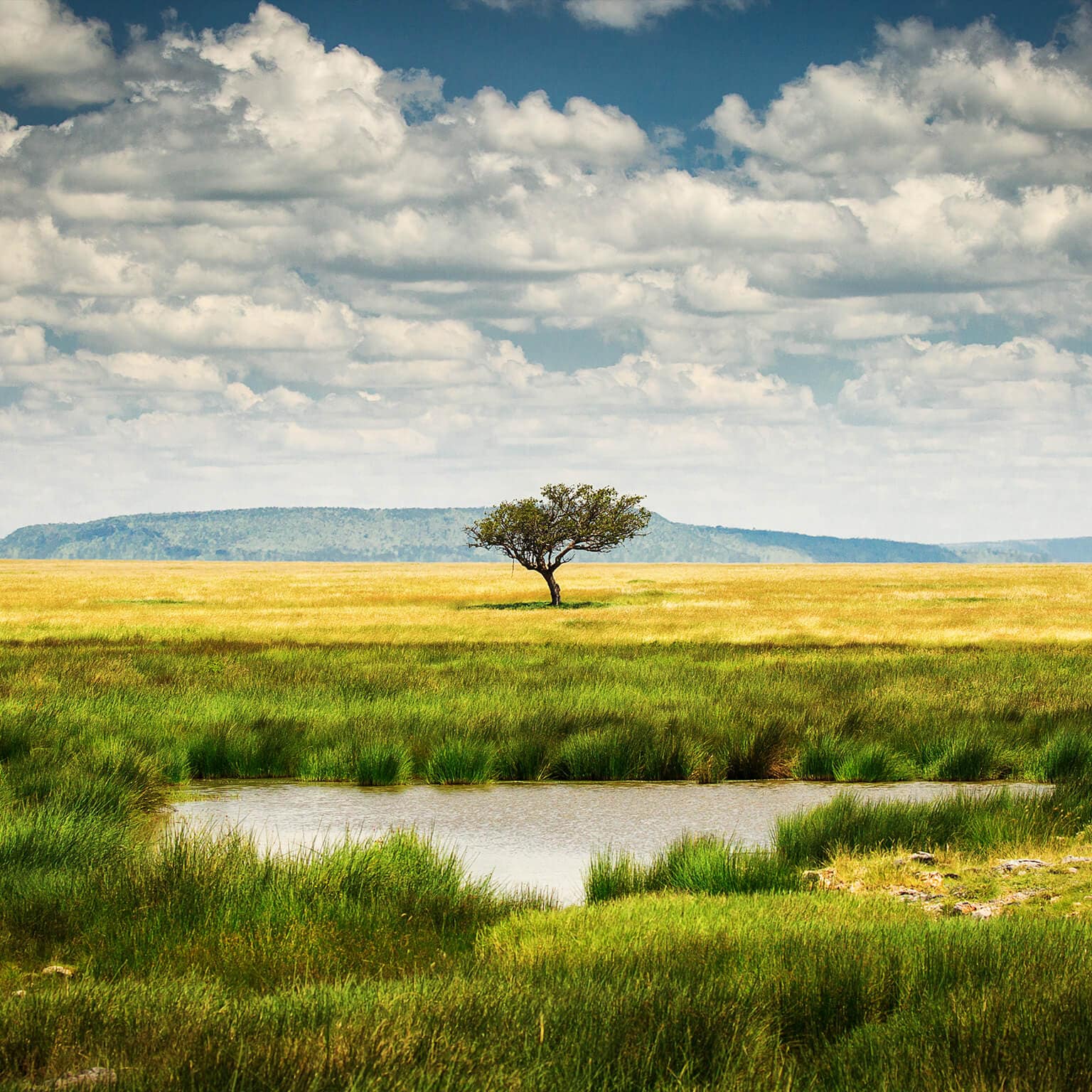 photo of single tree in plains