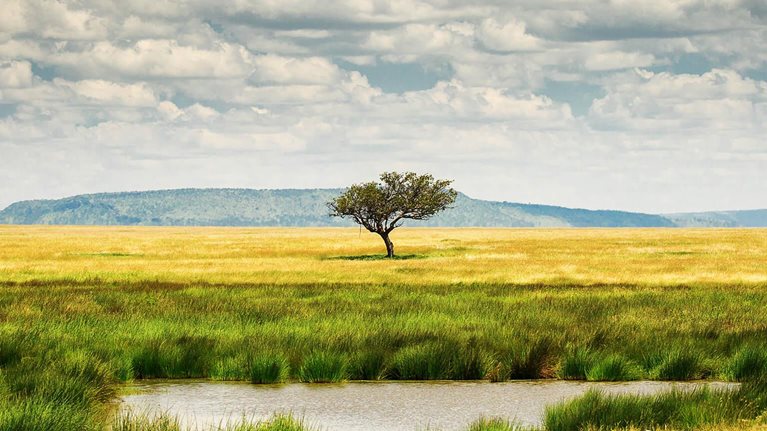 photo of single tree in plains