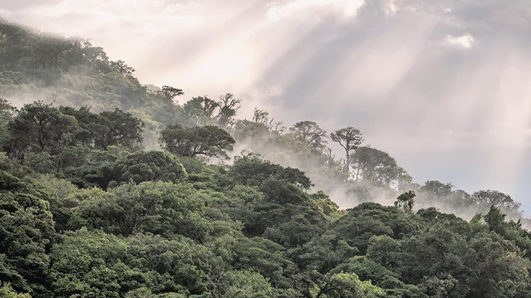 Why investing in nature is key to climate mitigation