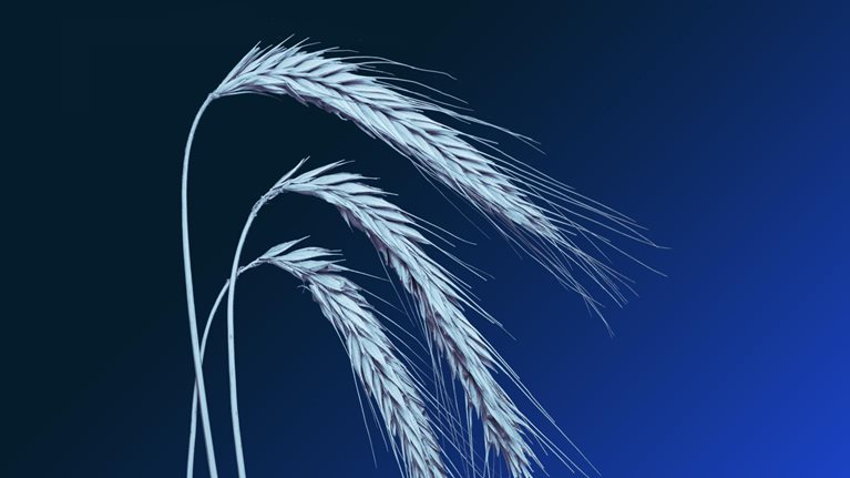 Three wheat spikelets