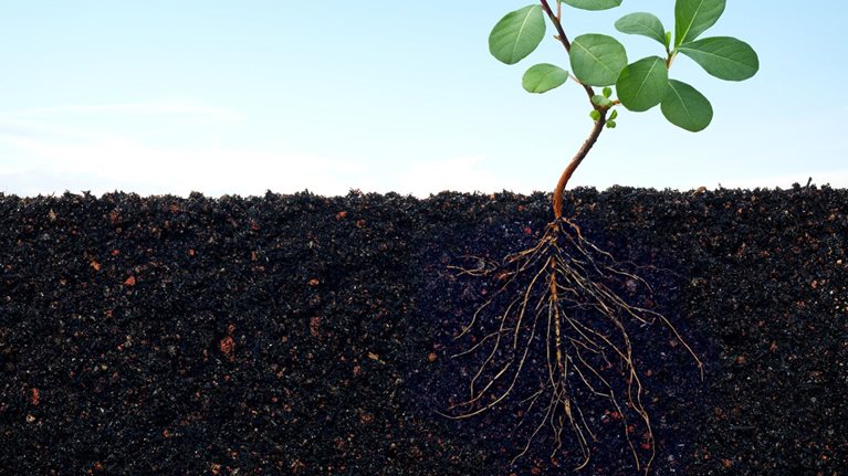 Plant growing in soil